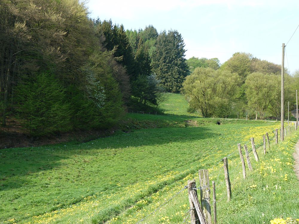 Typische Wiese in der Eifel